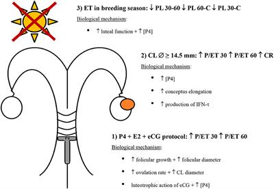 “Which Factors Affect Pregnancy Until Calving and Pregnancy Loss in Buffalo Recipients of in vitro Produced Embryos?”